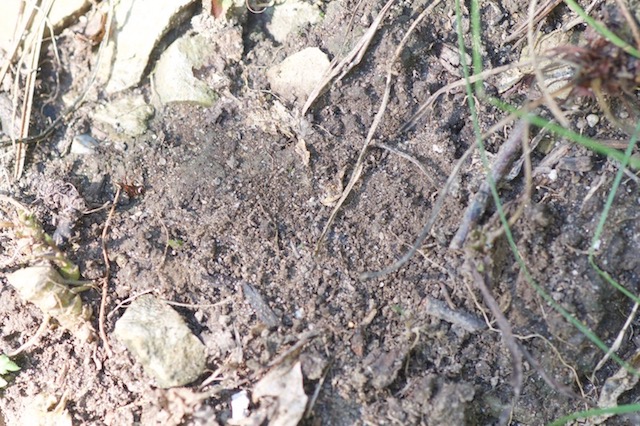 Patch of bare sandy soil with small rocks and sticks. Areas like this are important habitat for ground-nesting bees and other invertebrates.