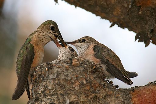 feed hummingbirds, hummingbirds, sugar water, bird feeder, hummingbird nest