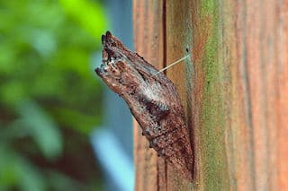 how butterflies overwinter, overwinter, overwintering, butterflies, Black Swallowtail chrysalis, Papilio polyxenes