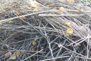 brush pile habitat