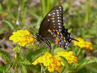 how butterflies overwinter, overwinter, overwintering, butterflies, Black swallowtail, Papilio polyxenes