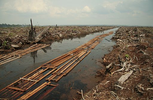 Deforestation can underlie vegan soap