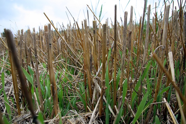 Grassland after mowing with high blades, showing brown stubble and green grasses coming back up. mowing, habitat, wildlife, rotational mowing, lawn, overwintering