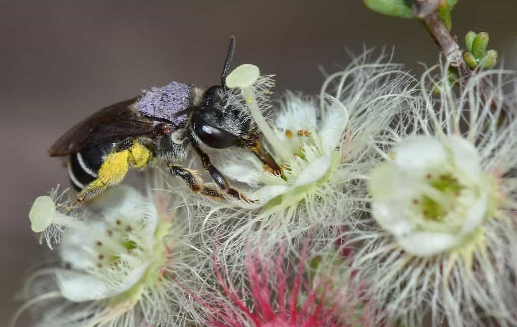 Native_bee Jean's Photos, Wikimedia Commons(1)