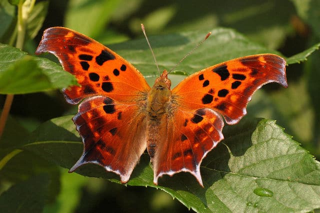 how butterflies overwinter, overwinter, overwintering, butterflies, Question Mark, Polygonia interrogationis