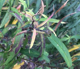 swamp milkweed (Asclepias incarnata) foliage in late summer, with monarch caterpillar and dried seed pods