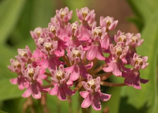 Close up of pink flowers of swamp milkweed (Asclepias incarnata)