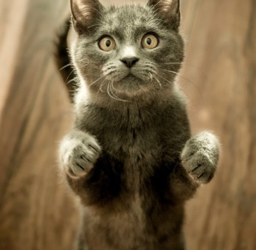 How to Stop Your Cat From Killing Birds!