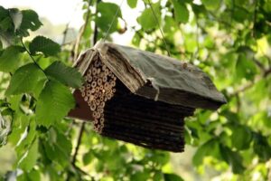 native bee habitat