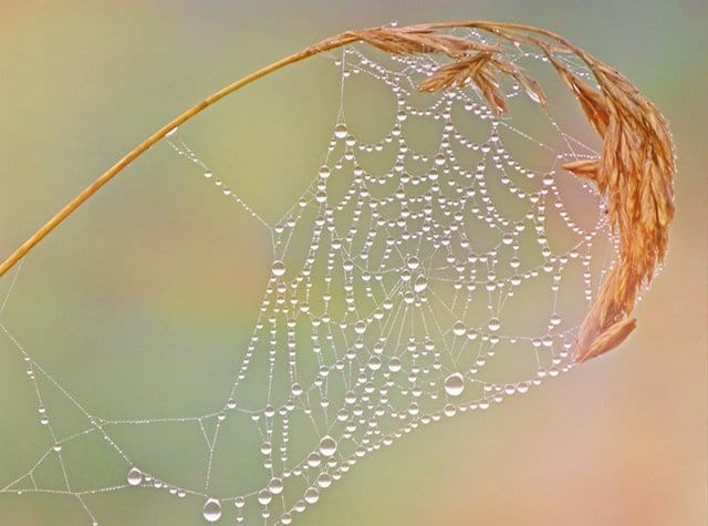 Spiderweb grass interdependence