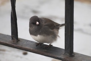 Dark eyed junco sitting on metal railing looking cute, with snow in background