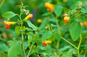 jewelweed-300x199