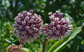 Common milkweed (Asclepias syriaca) flowers, leaves and stem