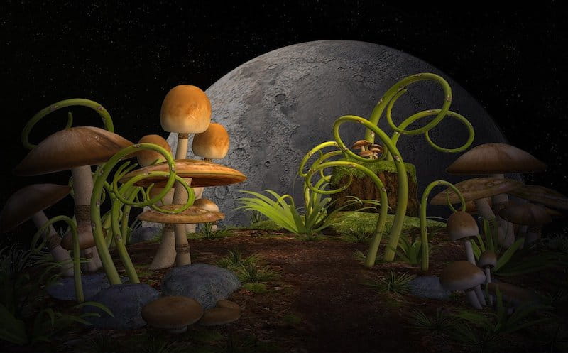 The Afterlife, Part 1. Mushrooms, grasses, rocks and soil
