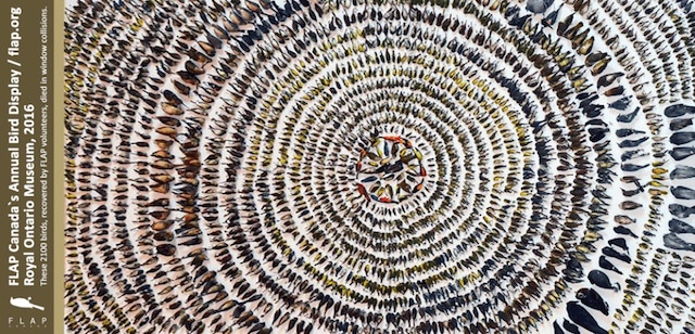 How to Protect Birds from Window Collisions