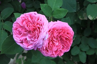 Rosa damascena, essential oils, scent, aromatic compound, aroma, fragrance, flavor