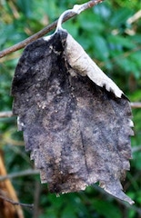 how butterflies overwinter, overwinter, overwintering, butterflies, Tawny Emperor hibernacula in hackberry leaf