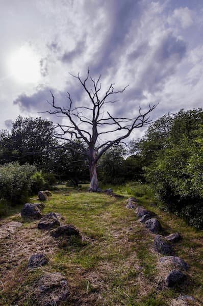 natural burial ground with trees and stones