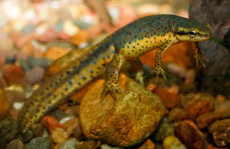 Adult aquatic red-spotted newt, Wikimedia Commons Adult aquatic red-spotted newt, Wikimedia Commons