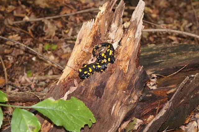 Spotted Salamander, Image by mh-grafik from Pixabay