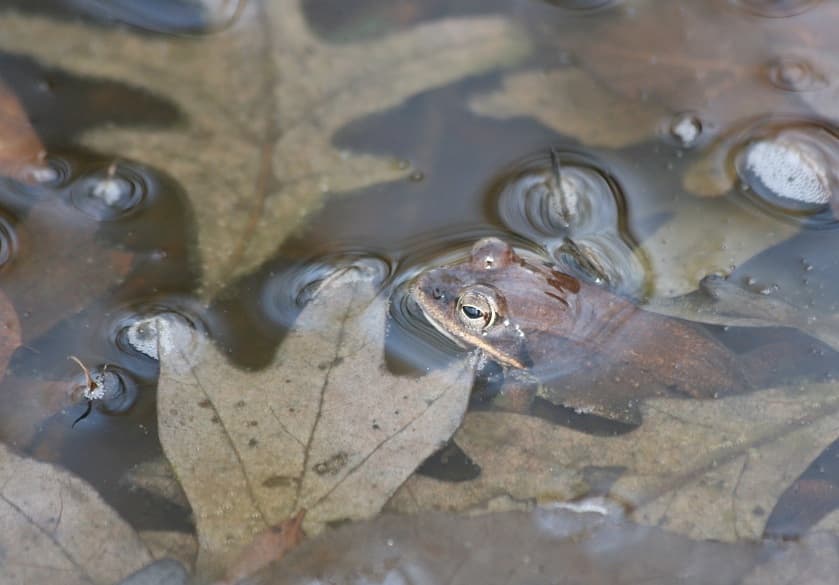 Wood frog in vernal pool. Photo by Linda Ruth, Creative Commons.