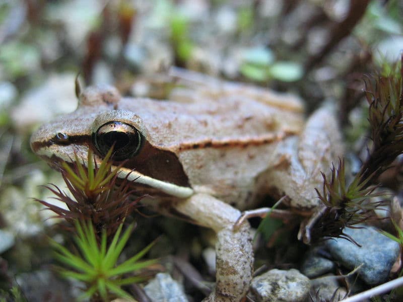 Wood Frog. Photo by Michael Zahniser Wikimedia Commons